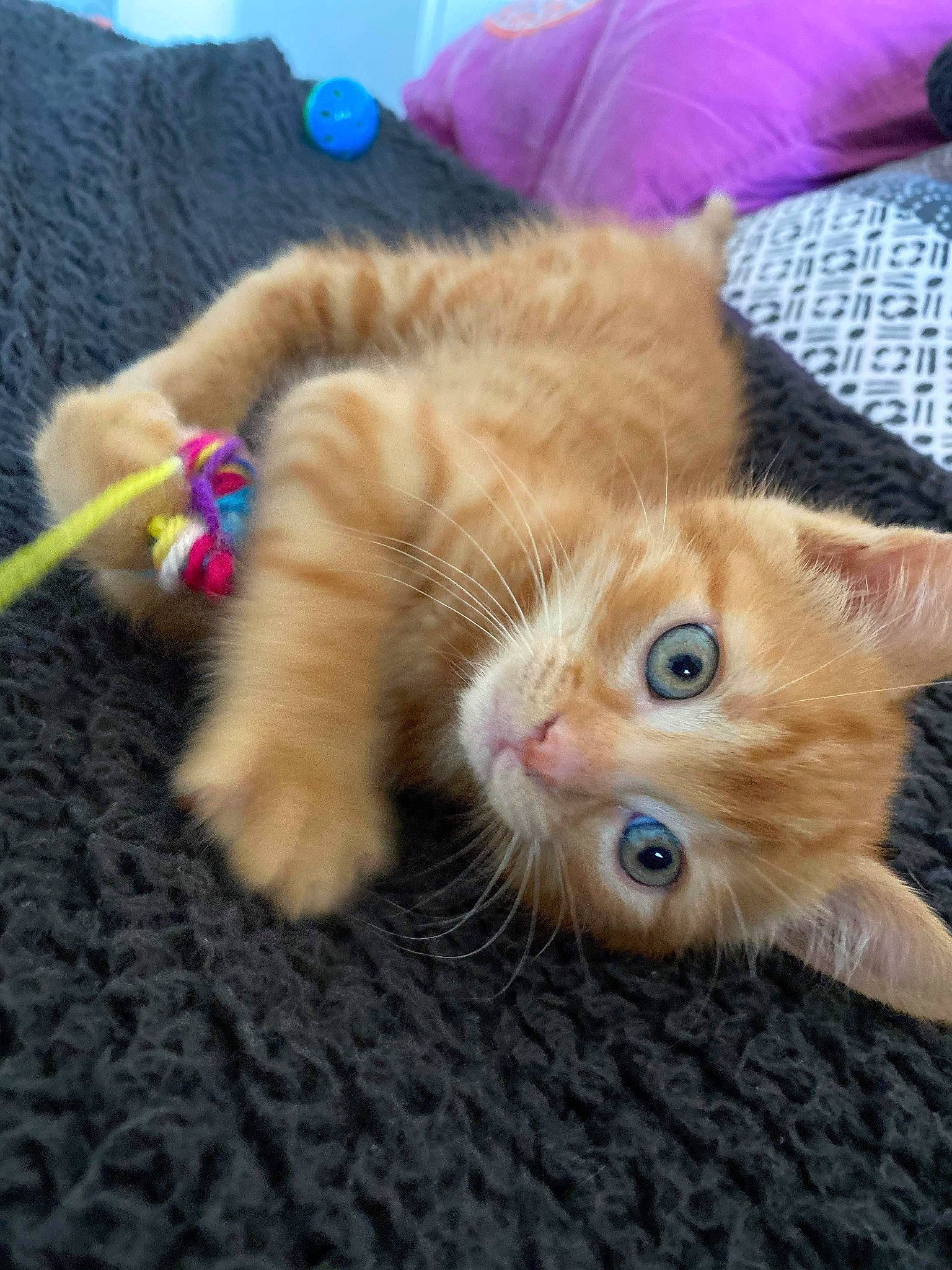 Simon participe au concours pour gagner de l'argent avec cette photo : american_curl, asian, carnivore, cat, claw, european_shorthair, fawn, felidae, fur, german_rex, kitten, mammal, munchkin, paw, persian, polydactyl_cat, ragamuffin, small_to_medium_sized_cats, vertebrate, whiskers