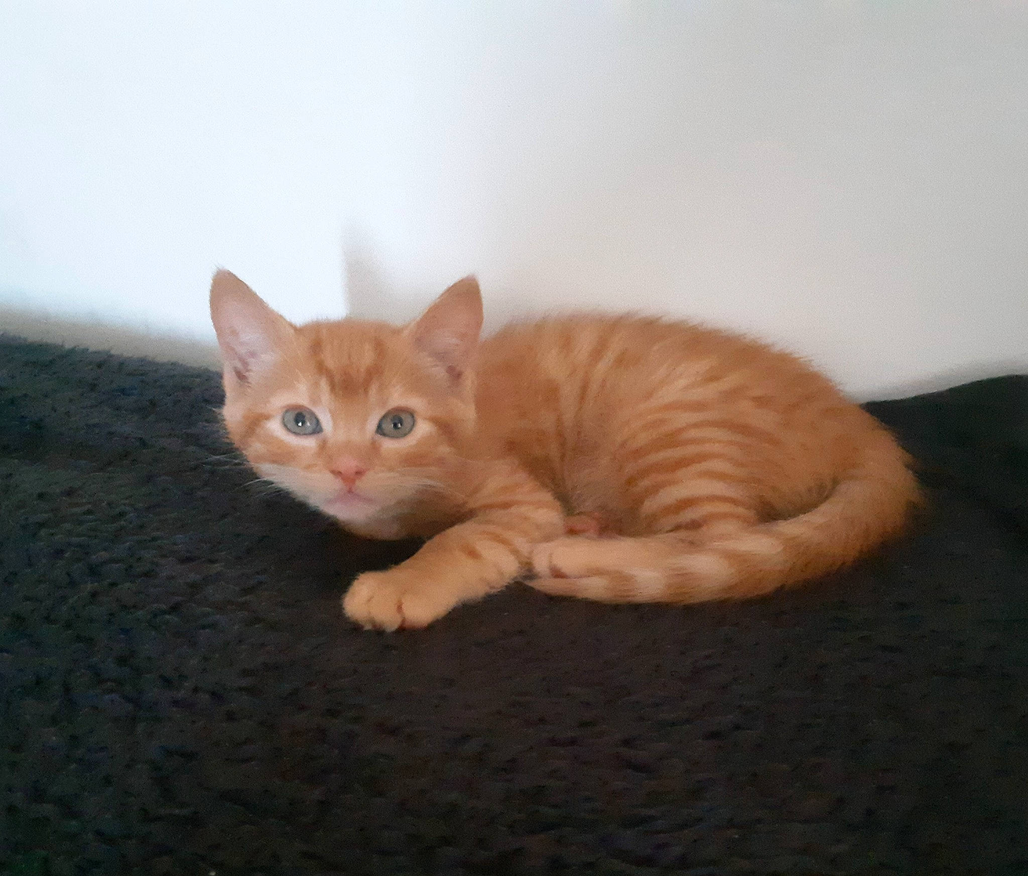 Simon a rejoint le concours — aidez-le/la à gagner de superbes lots ! aegean_cat, arabian_mau, asian, australian_mist, carnivore, cat, domestic_short_haired_cat, european_shorthair, eye, fawn, felidae, german_rex, kitten, mammal, ojos_azules, polydactyl_cat, small_to_medium_sized_cats, tabby_cat, vertebrate, whiskers