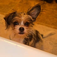 Oliver joined the competition — help win amazing prizes! dog, pet, small_dog, scruffy, fur, ear, curious, looking, indoors, brown, white, face, animal, cute, closeup, blurry, background, floor, canine, companion