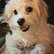 Andy participe au concours pour gagner de l'argent avec cette photo : black_nose, brown_eyes, close_up, companion_animal, cozy, cream_colored, cute, dog, fluffy, happy, indoor, long_hair, pet, portrait, puppy, shaggy, sitting, smiling, tongue_out, white_fur