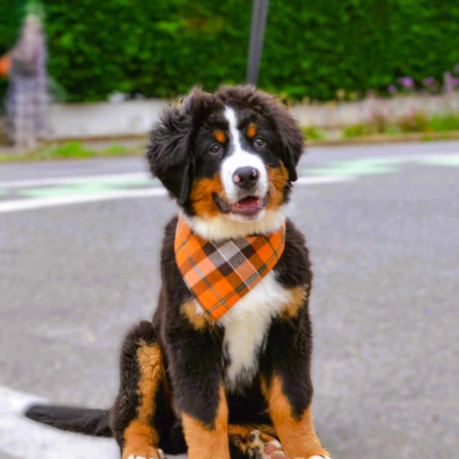 Milo a rejoint le concours — aidez-le/la à gagner de superbes lots ! accessories, animal, appenzeller, bandana, canine, city, clothing, dog, fence, formalwear, headband, leash, pet, puppy, road, scarf, strap, street, tie, urban