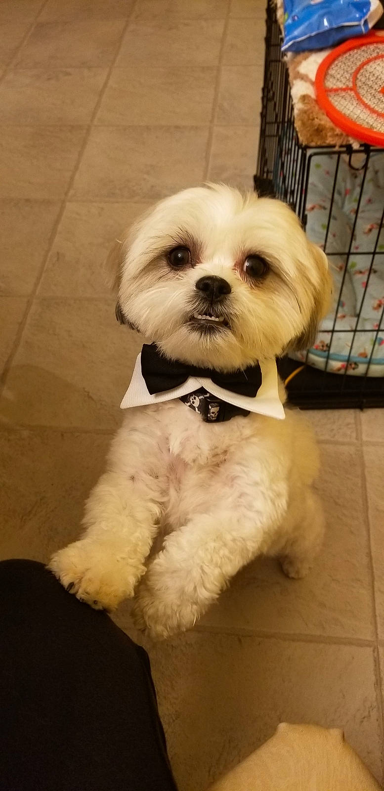 Rocky is registered to the contest to win money with this photo: carnivore, collar, companion_dog, dog, dog_breed, dog_collar, dog_supply, fawn, fur, mal_shi, pet_supply, puppy_love, shelf, shih_poo, small_terrier, snout, sporting_group, terrier, toy_dog, working_animal