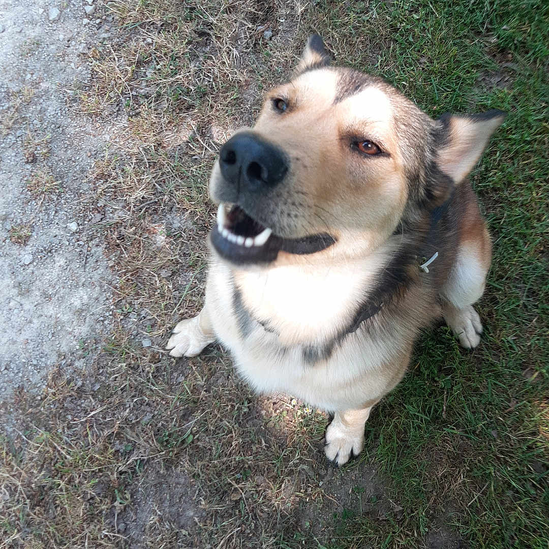 Symba participe au concours pour gagner de l'argent avec cette photo : animal, black, brown, canine, casual, dirt_path, dog, ears, fur, grass, ground, happy, looking_up, nature, outdoor, paw, pet, sitting, smiling, white