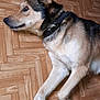 animal, black, brown, canine, collar, dog, domestic, ears, fur, indoors, lying_down, muzzle, parquet_floor, paw, pet, quiet, relaxed, resting, side_view, tan