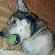 Symba participe au concours pour gagner de l'argent avec cette photo : animal, black, brown, canine, close_up, companion, dog, domestic, ears, fur, indoor, laying_down, mouth, nose, paw, pet, playful, resting, tennis_ball, wooden_floor