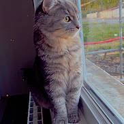 Mistigris a rejoint le concours — aidez-le/la à gagner de superbes lots ! animal, calm, cat, curious, daylight, domestic_cat, ears, feline, fur, gray_cat, indoor, looking_outside, nature_view, paws, pet, soft_light, tabby, whiskers, window, windowsill