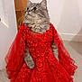 animal, cat, costume, cute, domestic_animal, dress, embroidery, fabric, fashion, feline, floor, fluffy_cat, gray_cat, indoor, lace, pet, portrait, red_dress, sitting, texture