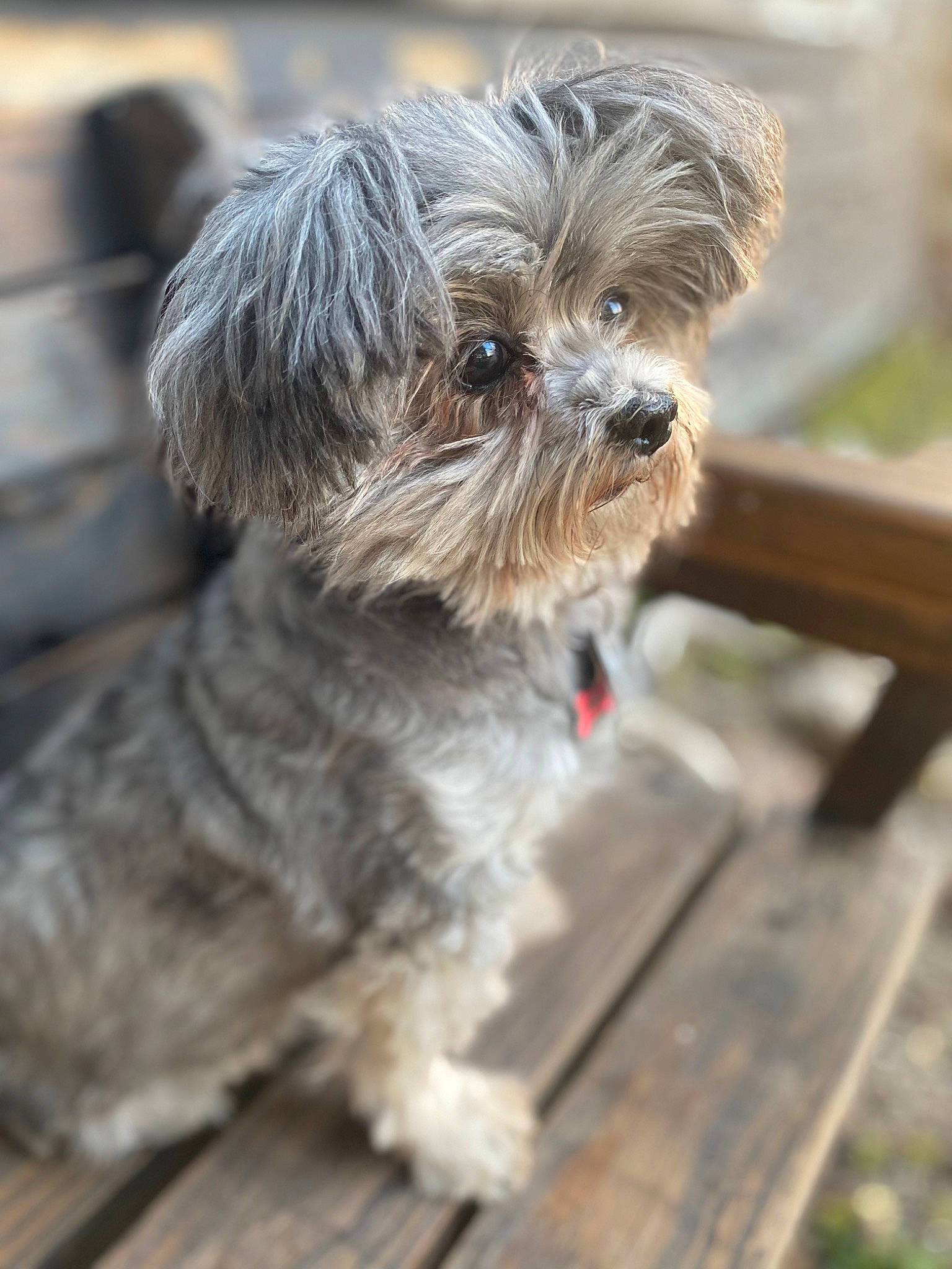 Stella joined the competition — help win amazing prizes! biewer_terrier, canidae, carnivore, companion_dog, dog, dog_breed, fur, liver, mal_shi, maltepoo, poodle_crossbreed, shih_poo, small_terrier, snout, sporting_group, terrier, toy_dog, water_dog, wood, working_animal