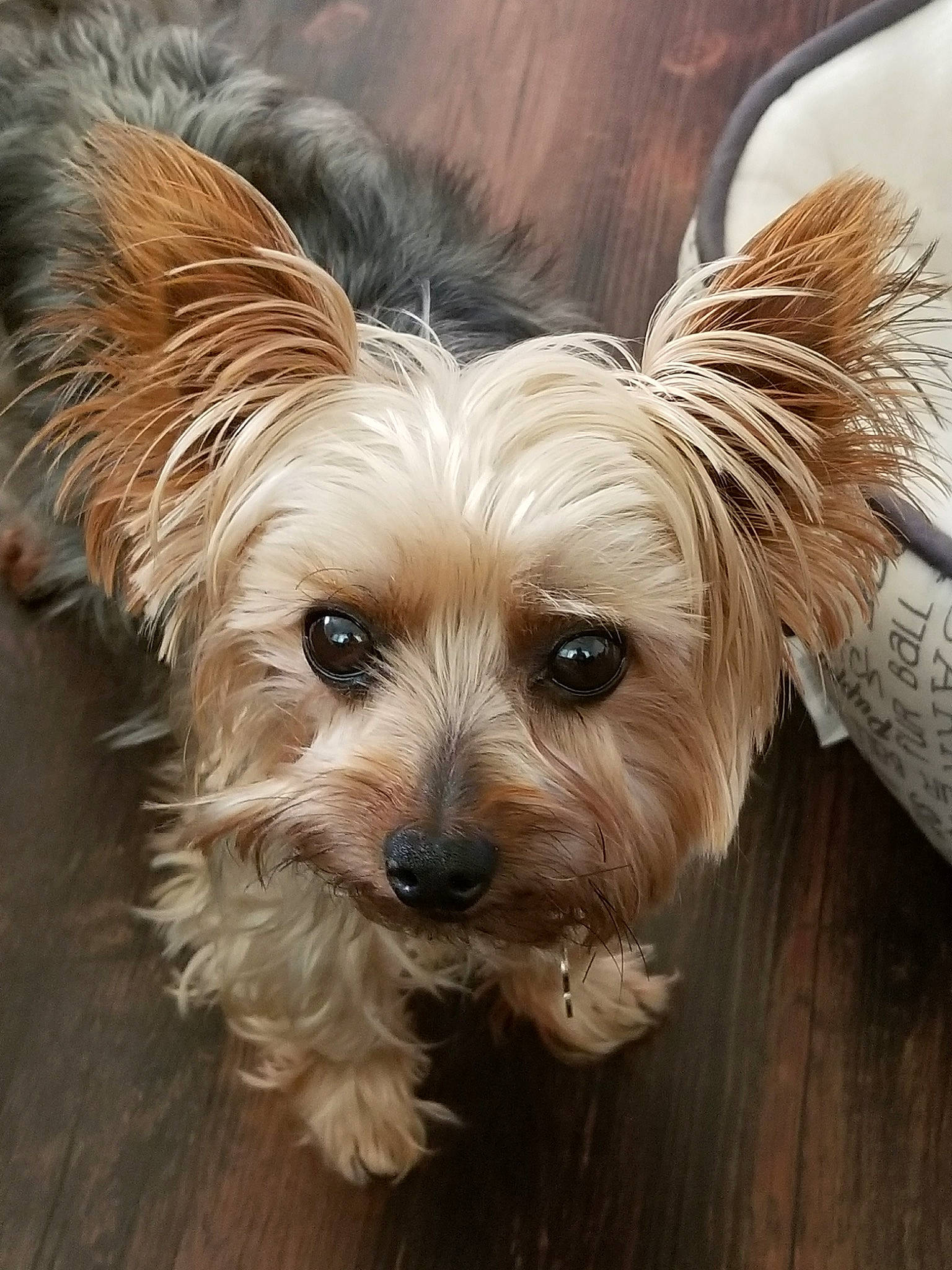 Herky is registered to the contest to win money with this photo: biewer_terrier, blond, carnivore, companion_dog, dog, dog_breed, fur, hardwood, liver, plank, plant, small_terrier, snout, sporting_group, terrestrial_animal, terrier, toy_dog, varnish, wood, wood_stain