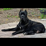 Cerby is registered to the contest to win money with this photo: dog, black_dog, canine, outdoor, pavement, leaves, plants, pot, dirt, animal, pet, lying_down, alert, ears_cropped, fur, muzzle, paw, nature, calm, daytime