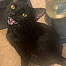 black_cat, cat, yellow_eyes, pet, indoor, floor, tile_floor, water_dispenser, animal, feline, looking_up, mouth_open, whiskers, ears, sitting, household, cute, domestic_cat, fur, eye_contact