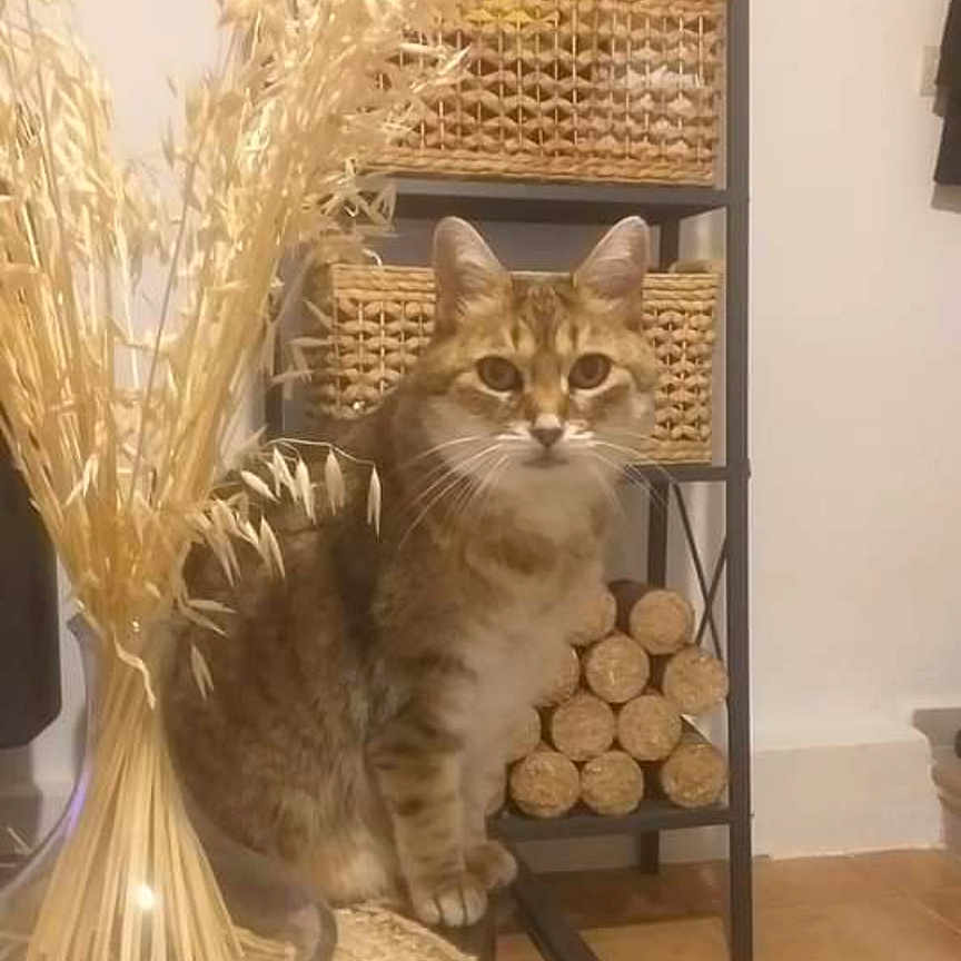 Vanille participe au concours pour gagner de l'argent avec cette photo : abyssinian, animal, basket, cabinet, cat, countryside, egyptiancat, furniture, head, homedecor, indoors, kitten, nature, outdoors, person, pet, shelf, shop, straw, wood