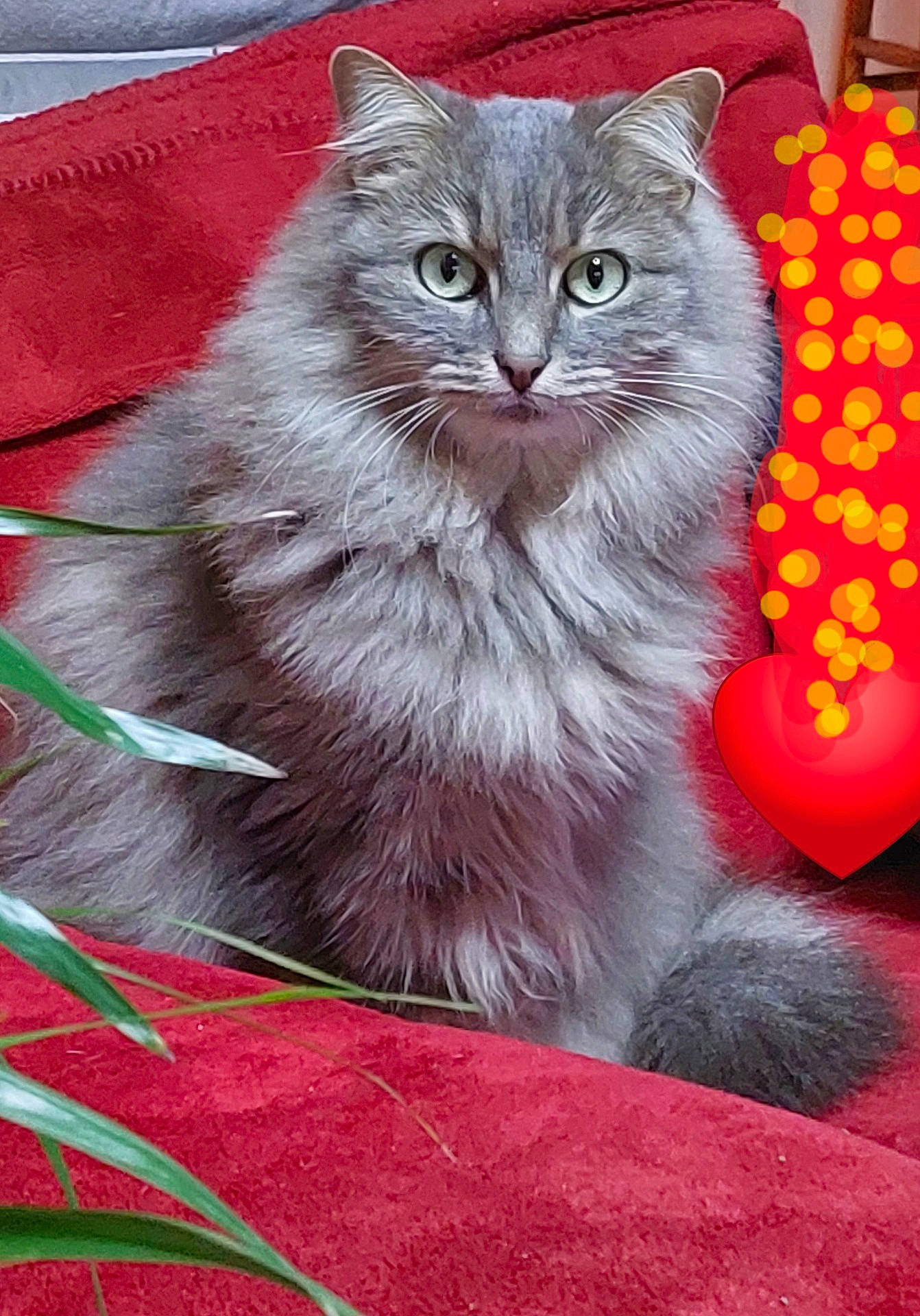 Paddy participe au concours pour gagner de l'argent avec cette photo : abyssinian, angora, animal, applique, bird, blanket, bodypart, cat, couch, flower, furniture, kitten, manx, mouth, pattern, person, pet, plant, siamese, toy