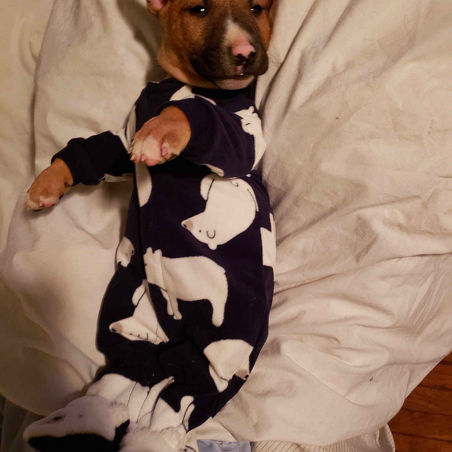 Scuba Steve is registered to the contest to win money with this photo: basenji, canidae, carnivore, dog, dog_breed, hunting_dog, mammal, rat_terrier, teddy_roosevelt_terrier