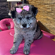 Reina is registered to the contest to win money with this photo: puppy, dog, bow, pink, cute, indoor, pet, fur, sitting, animal, table, decor, shelf, bamboo_blind, furniture, adorable, spot, face, young, domestic