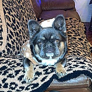 Koko joined the competition — help win amazing prizes! dog, small_dog, sweater, blanket, patterned_blanket, leather_recliner, christmas_tree, decorations, lights, indoor, cozy, pet, furniture, holiday, festive, brown, black, tan, cute, relaxing