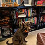 Scooby Doo is registered to the contest to win money with this photo: dog, brown_dog, pet, indoor, carpet, bookshelf, books, reading, home, furniture, sitting, animal, collar, orange_collar, window, lamp, decor, wooden_figures, leather_chair, quiet