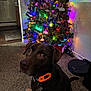 Scooby Doo is registered to the contest to win money with this photo: dog, christmas_tree, carpet, decorations, lights, toy, bone, collar, indoor, vacuum_cleaner, holiday, festive, brown_dog, pet, home, wall, floor, shadow, ornaments, evening