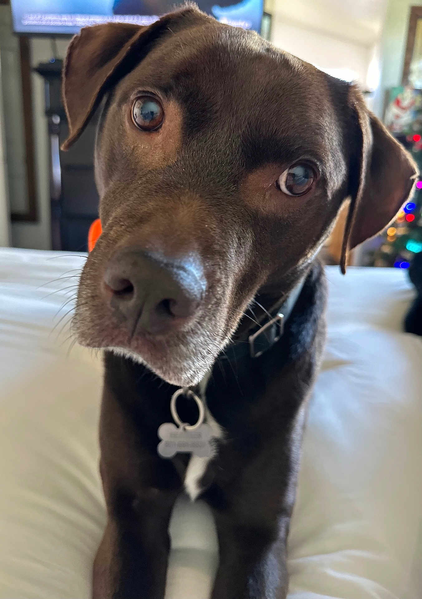 Scooby Doo joined the competition — help win amazing prizes! dog, chocolate_color, collar, pet_tag, bed, indoor, close_up, curious, canine, animal, fur, whiskers, ears, nose, eyes, domestic_animal, cute, portrait, looking, house