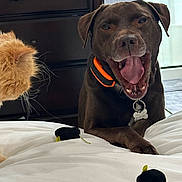 Scooby Doo joined the competition — help win amazing prizes! dog, cat, bed, white_bedspread, orange_collar, brown_dog, fluffy_cat, toy, plush_toy, indoor, furniture, dresser, happy_dog, tongue_out, pet, domestic_animal, curious_cat, resting, close_up, animal_interaction