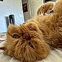 Lucie joined the competition — help win amazing prizes! cat, orange_cat, fluffy, pet, indoor, bed, relaxed, whiskers, fur, close_up, lying_down, cute, animal, mammal, domestic_cat, feline, home, resting, sleepy, portrait