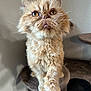 Lucie is registered to the contest to win money with this photo: cat, fluffy, orange_cat, whiskers, pet, indoor, feline, close_up, cat_tree, paw, curious, animal, cute, domestic_cat, fur, portrait, pet_furniture, looking_up, long_whiskers, soft