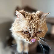 Lucie joined the competition — help win amazing prizes! cat, fluffy, close_up, tongue_out, flat_face, whiskers, brown, pet, animal, indoor, cute, feline, portrait, expression, soft_focus, blurred_background, eyebrows, ears, nose, fur
