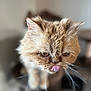 cat, fluffy, close_up, tongue_out, flat_face, whiskers, brown, pet, animal, indoor, cute, feline, portrait, expression, soft_focus, blurred_background, eyebrows, ears, nose, fur
