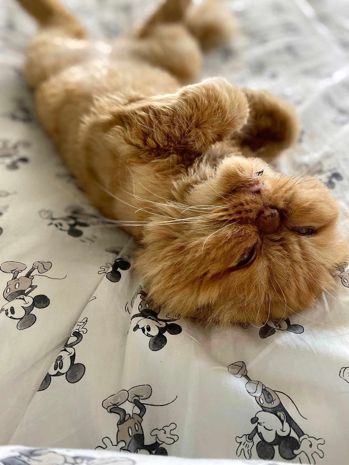 Lucie