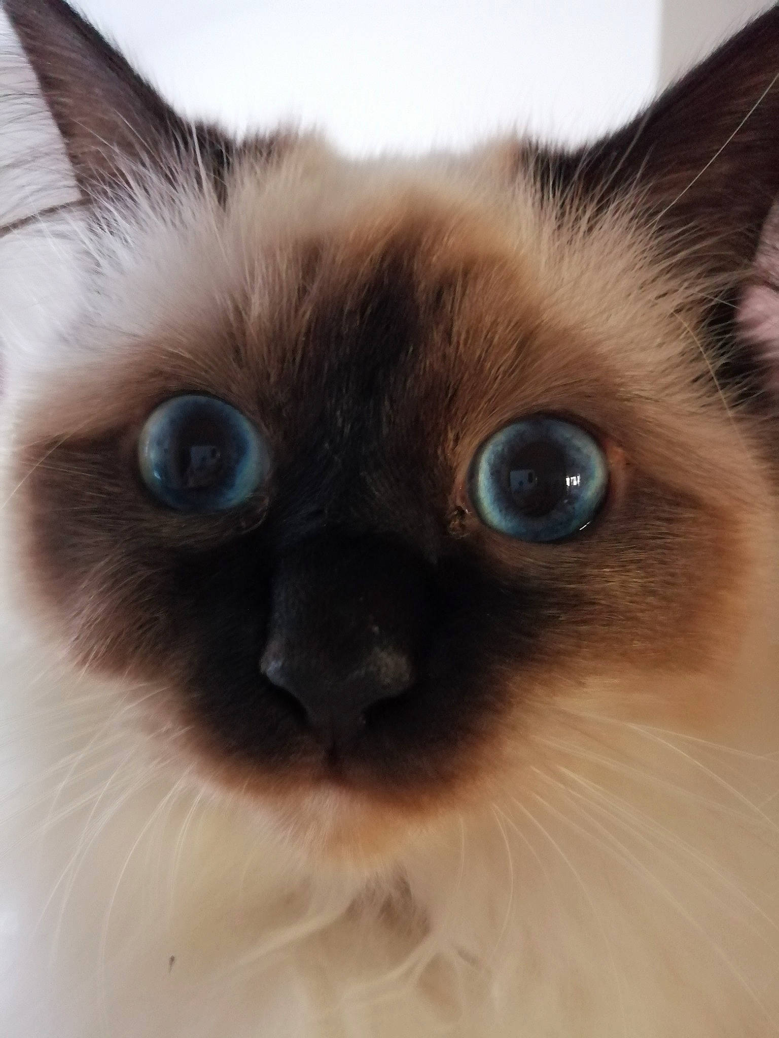Pandore participe au concours pour gagner de l'argent avec cette photo : balinese, birman, burmese, carnivore, cat, eye, face, felidae, head, himalayan, iris, mammal, nose, ragdoll, siamese, small_to_medium_sized_cats, snout, thai, vertebrate, whiskers