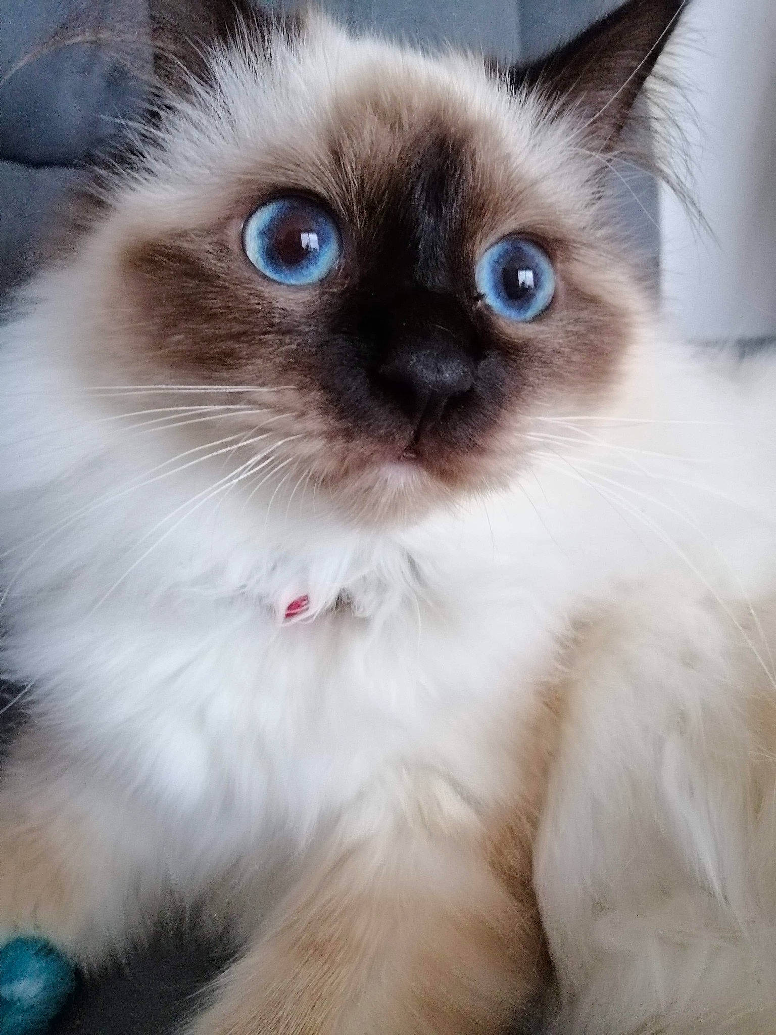Pandore participe au concours pour gagner de l'argent avec cette photo : asian_semi_longhair, balinese, birman, carnivore, cat, eye, felidae, himalayan, iris, kitten, mammal, organ, ragdoll, siamese, small_to_medium_sized_cats, snout, thai, tonkinese, vertebrate, whiskers