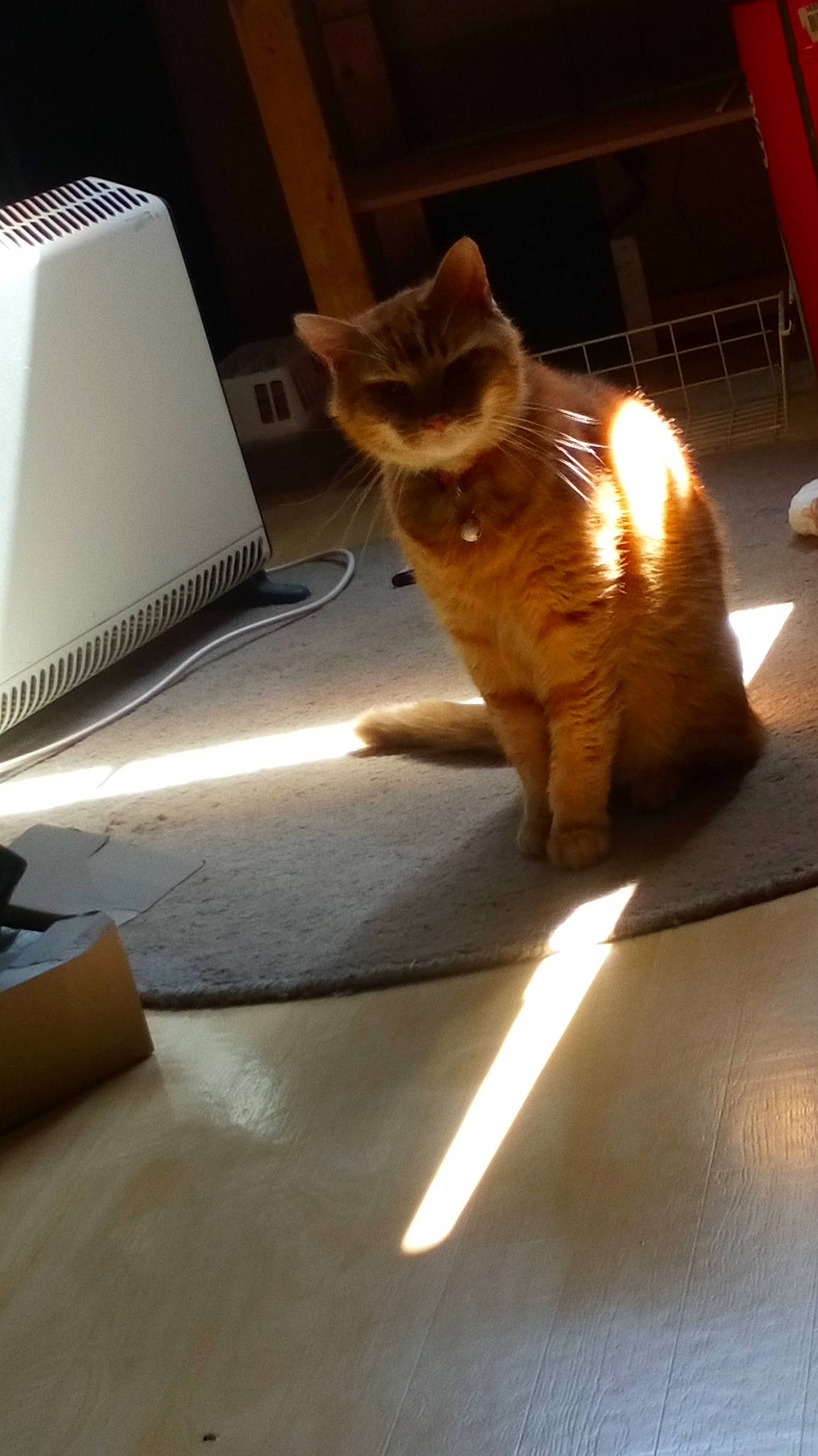 Kenzo a rejoint le concours — aidez-le/la à gagner de superbes lots ! carnivore, cat, european_shorthair, fawn, felidae, floor, flooring, fur, kitten, light, lighting, lighting_accessory, small_to_medium_sized_cats, sunlight, table, tail, whiskers, window, wood