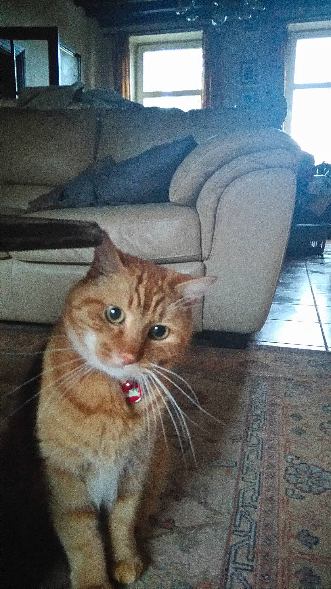 Kenzo participe au concours pour gagner de l'argent avec cette photo : aegean_cat, american_curl, american_shorthair, asian, carnivore, cat, cymric, domestic_short_haired_cat, european_shorthair, fawn, felidae, fur, kitten, kurilian_bobtail, mammal, siberian, small_to_medium_sized_cats, tabby_cat, vertebrate, whiskers