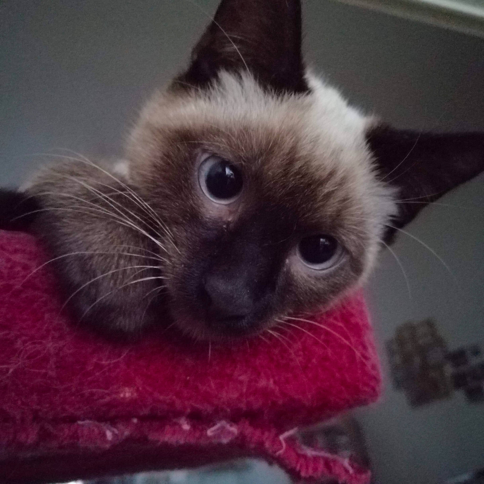 Dali participe au concours pour gagner de l'argent avec cette photo : asian, balinese, birman, carnivore, cat, colorpoint_shorthair, felidae, himalayan, iris, javanese, kitten, mammal, ojos_azules, ragdoll, siamese, small_to_medium_sized_cats, thai, tonkinese, vertebrate, whiskers