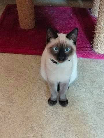 Dali participe au concours pour gagner de l'argent avec cette photo : balinese, birman, burmese, carnivore, cat, colorpoint_shorthair, eye, fawn, felidae, himalayan, kitten, mammal, ragdoll, siamese, small_to_medium_sized_cats, snowshoe, thai, tonkinese, vertebrate, whiskers