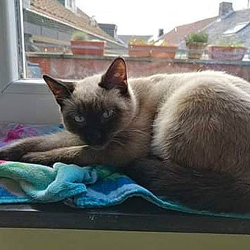 Dali participe au concours pour gagner de l'argent avec cette photo : asian, balinese, birman, burmese, carnivore, cat, colorpoint_shorthair, fawn, felidae, himalayan, kitten, mammal, ojos_azules, ragdoll, siamese, small_to_medium_sized_cats, snowshoe, thai, tonkinese, whiskers