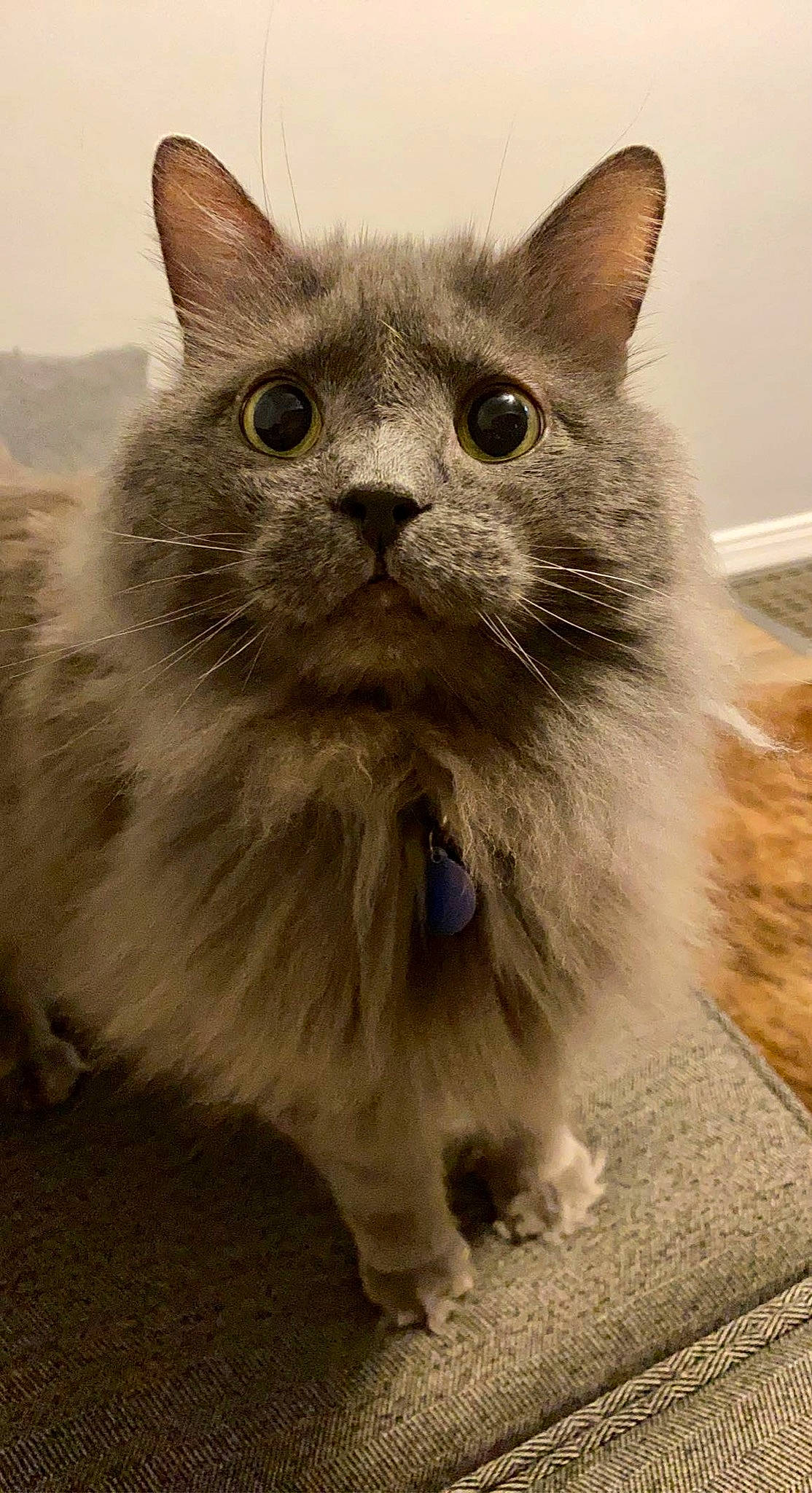 Dopey joined the competition — help win amazing prizes! british_longhair, carnivore, cat, fawn, felidae, fur, iris, small_to_medium_sized_cats, snout, terrestrial_animal, whiskers, window