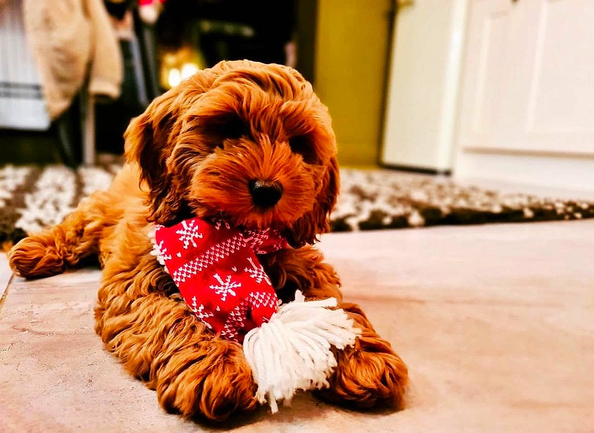 Jazz joined the competition — help win amazing prizes! canidae, carnivore, companion_dog, dog, dog_breed, dog_clothes, dog_supply, door, fawn, flooring, fur, liver, orange, small_terrier, snout, sporting_group, terrier, toy_dog, water_dog, working_animal