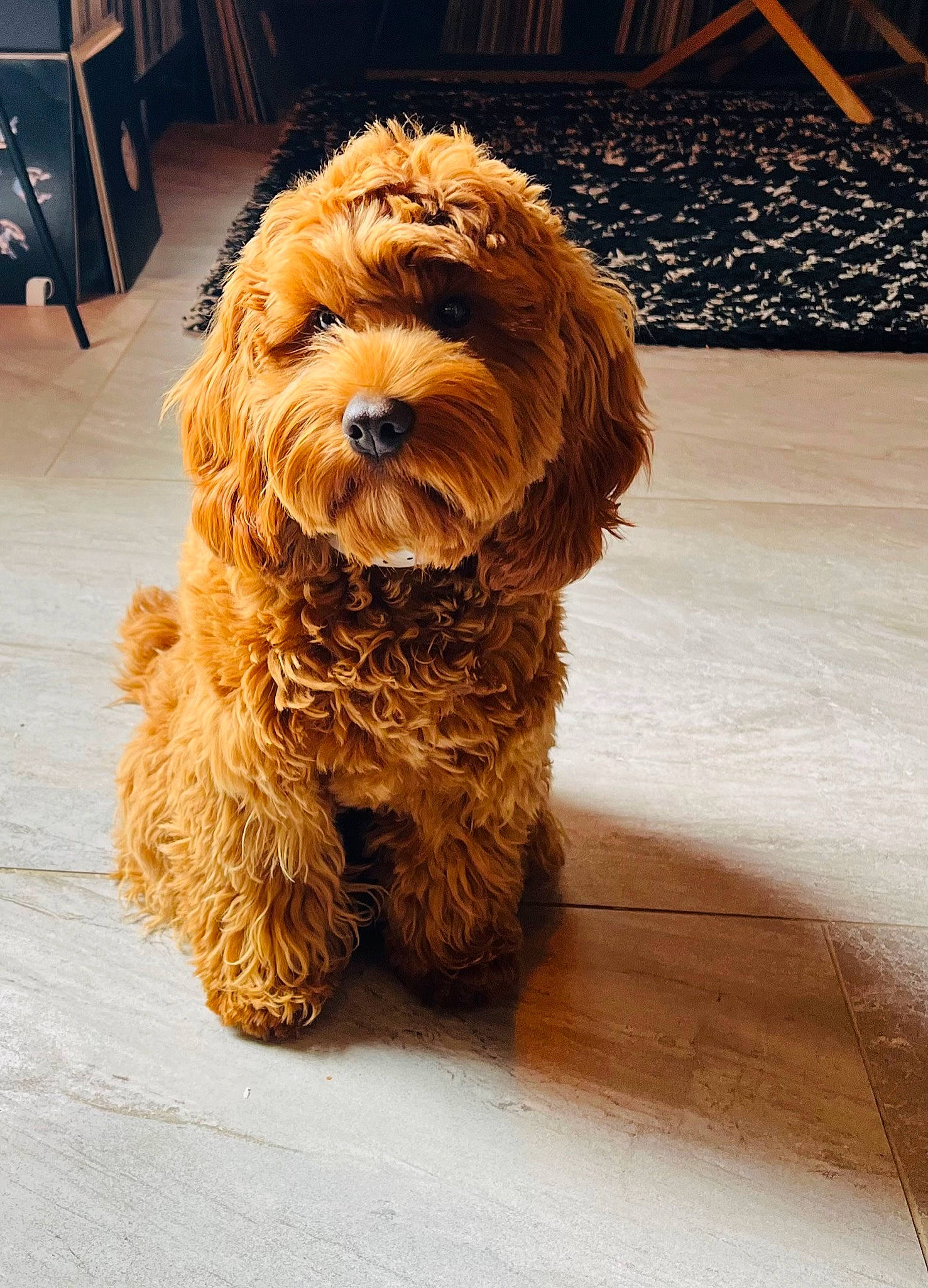 Jazz joined the competition — help win amazing prizes! canidae, carnivore, chair, companion_dog, dog, dog_breed, event, flooring, fur, hardwood, non_sporting_group, small_terrier, snout, sporting_group, terrier, toy_dog, water_dog, wood, working_animal, yorkipoo