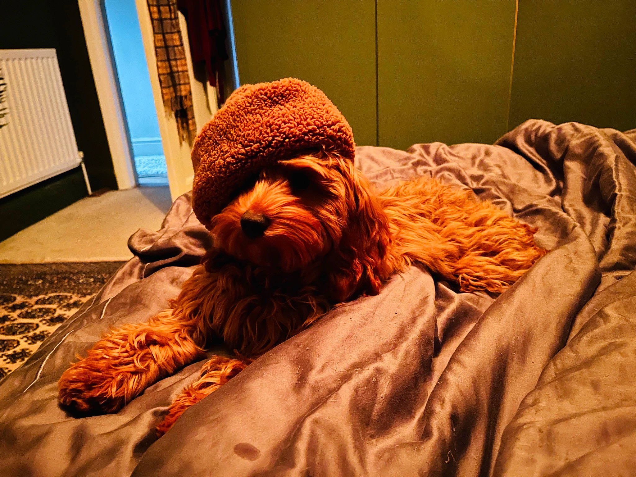 Jazz is registered to the contest to win money with this photo: art, beard, bedroom, carnivore, comfort, companion_dog, dog, dog_breed, facial_hair, fawn, felidae, flooring, fur, linens, moustache, orange, room, sporting_group, wood, wrinkle