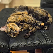 Beans is registered to the contest to win money with this photo: cat, tortoiseshell, pet, animal, feline, leather, cushion, black, green_eyes, relaxed, indoor, fur, closeup, laying_down, cozy, curious, whiskers, seat, soft_focus, comfortable