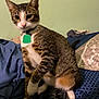 Azul is registered to the contest to win money with this photo: cat, tabby, pet, indoor, bed, blanket, collar, green_tag, feline, curious, fur, whiskers, paw, striped, domestic_animal, resting, looking, cute, animal, household