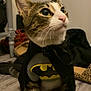 Azul joined the competition — help win amazing prizes! cat, batman_costume, pet, animal, indoor, costume, cape, whiskers, fur, floor, brown, white, black, tabby, ears, eyes, paws, cute, portrait, hero