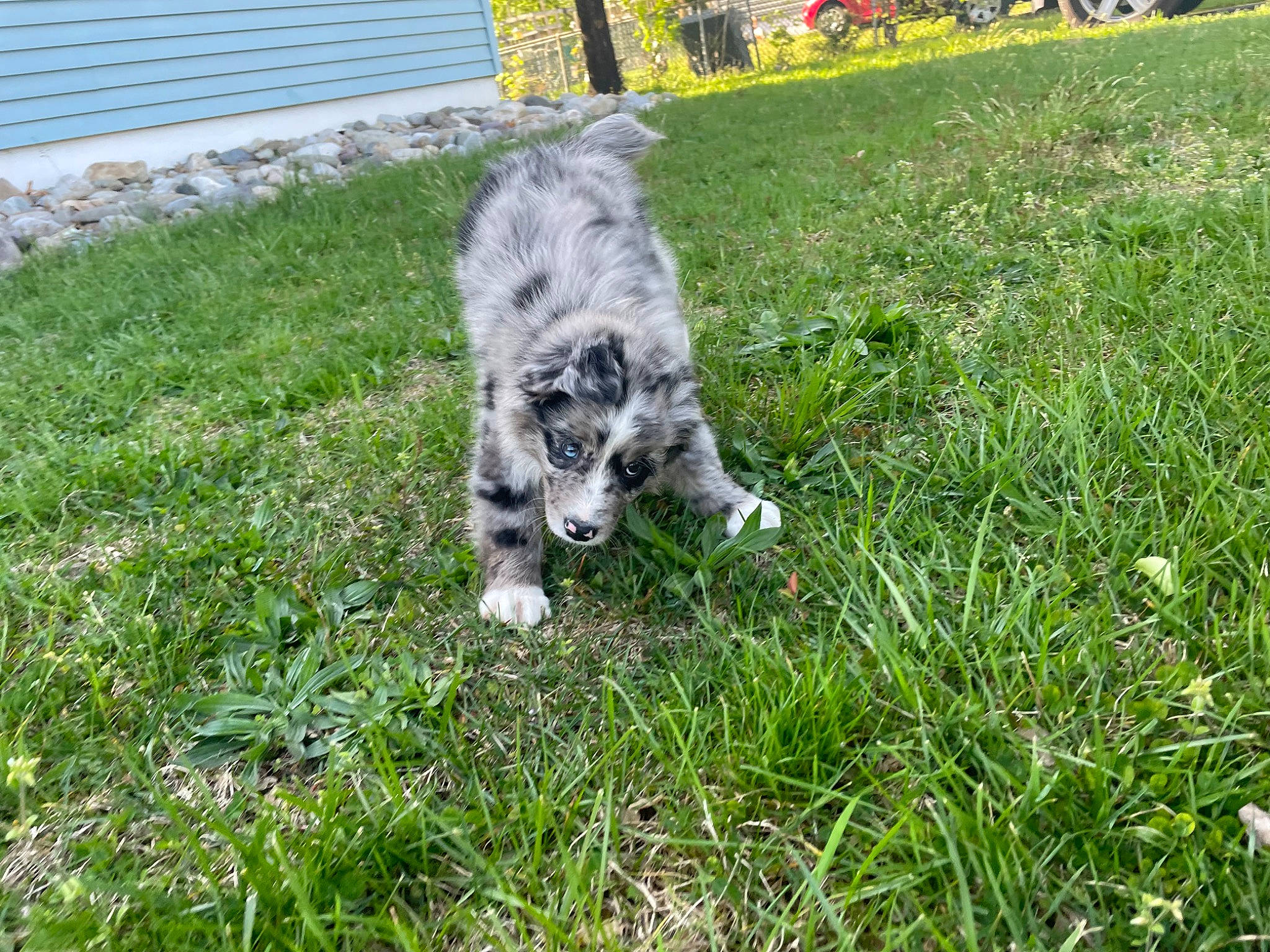 Rue joined the competition — help win amazing prizes! canidae, carnivore, companion_dog, dog_breed, felidae, fur, grass, grassland, groundcover, herbaceous_plant, lawn, pasture, plant, small_to_medium_sized_cats, snout, sporting_group, tail, terrestrial_animal, working_animal, yard