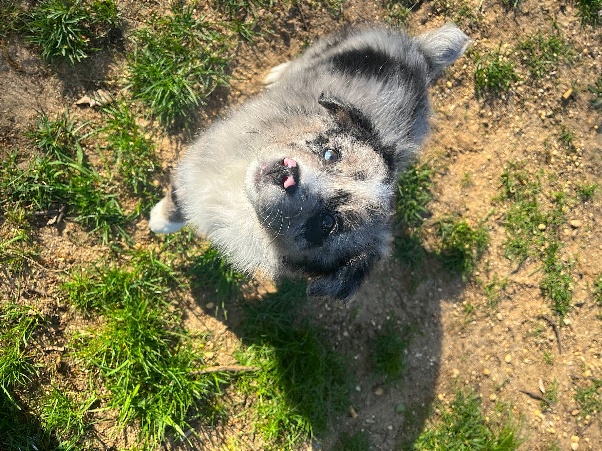 Rue joined the competition — help win amazing prizes! canidae, canis, canis_lupus_tundrarum, carnivore, companion_dog, dog, dog_breed, fur, grass, plant, sled_dog, snout, soil, sporting_group, tail, terrestrial_animal, whiskers, wildlife, wolf, working_dog