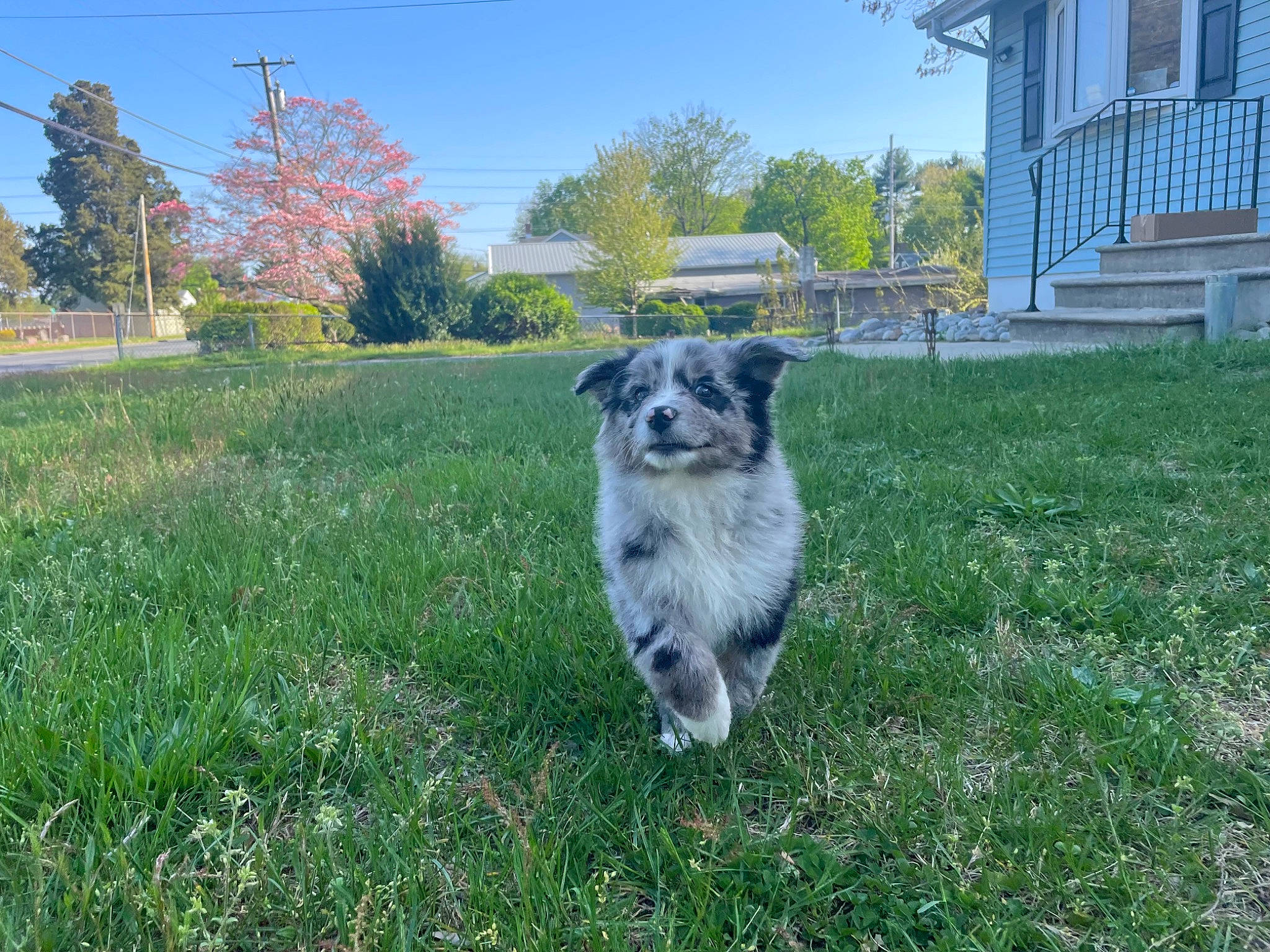 Rue joined the competition — help win amazing prizes! australian_cattle_dog, carnivore, companion_dog, dog, dog_breed, garden, grass, grassland, groundcover, herding_dog, lawn, plant, sky, snout, sporting_group, tail, tree, whiskers, working_dog, yard