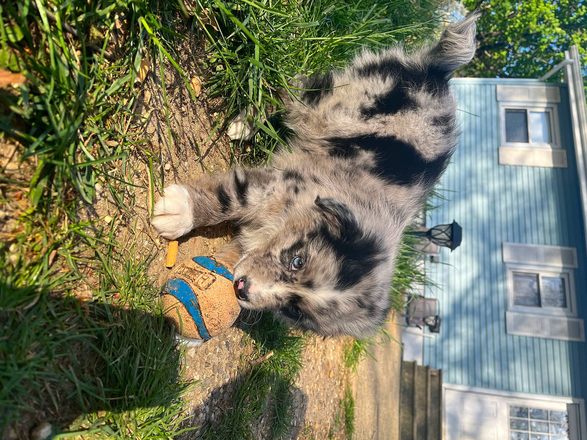 Rue is registered to the contest to win money with this photo: big_cats, building, carnivore, dog_breed, domestic_short_haired_cat, felidae, fur, grass, plant, small_to_medium_sized_cats, snow_leopard, soil, tail, terrestrial_animal, tree, trunk, vertebrate, whiskers, window, wolf