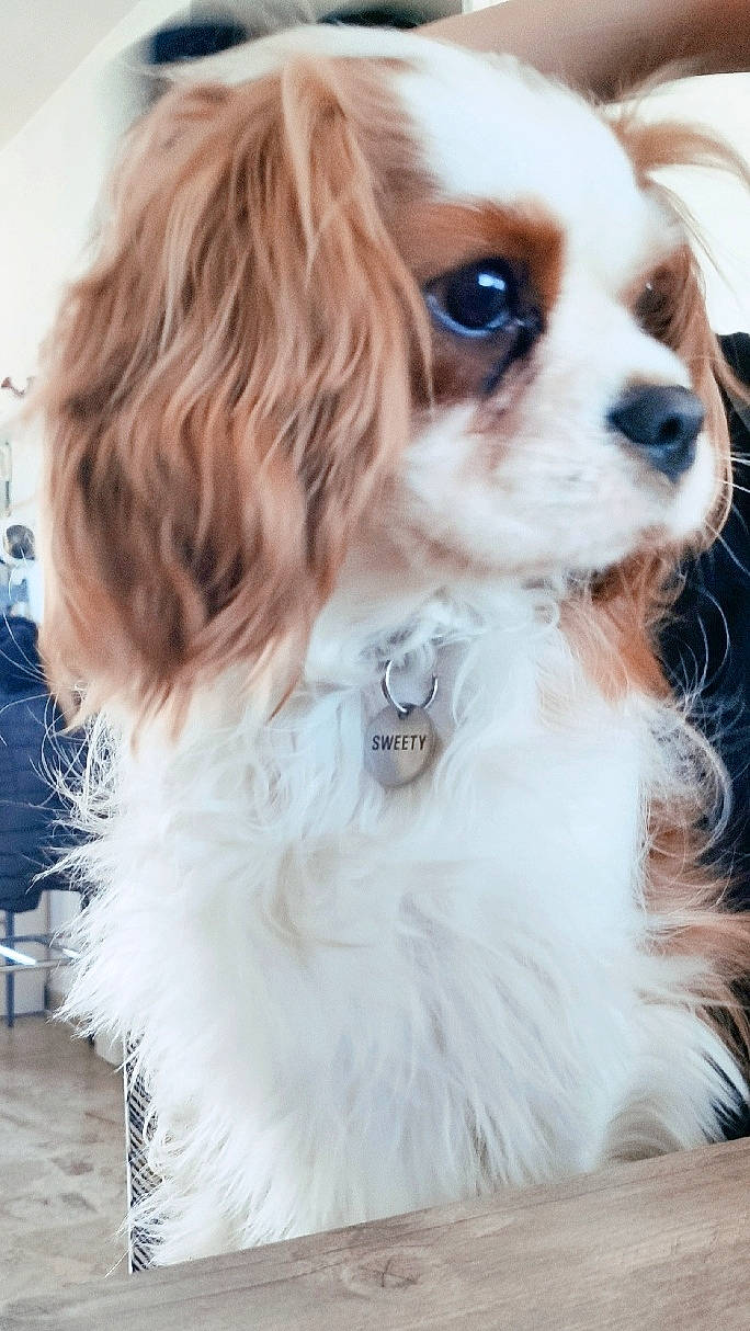 Sweety a rejoint le concours — aidez-le/la à gagner de superbes lots ! canidae, carnivore, cavalier_king_charles_spaniel, companion_dog, dog, dog_breed, dog_supply, fawn, fur, gun_dog, king_charles_spaniel, liver, puppy, snout, spaniel, sporting_group, toy_dog, whiskers, working_animal