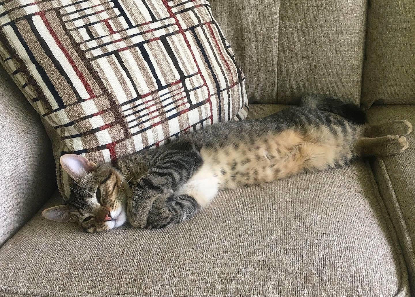 Oliver joined the competition — help win amazing prizes! carnivore, cat, comfort, couch, domestic_short_haired_cat, felidae, flooring, fur, grey, mammal, nap, pattern, paw, room, sitting, small_to_medium_sized_cats, snout, tail, whiskers, wood