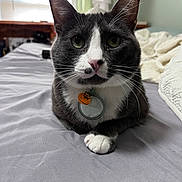 Calcetín is registered to the contest to win money with this photo: cat, tuxedo_cat, pet, animal, black_and_white, whiskers, green_eyes, pink_nose, collar, tag, sitting, portrait, close_up, bed, bedroom, blanket, indoors, home, sharp_focus, cute